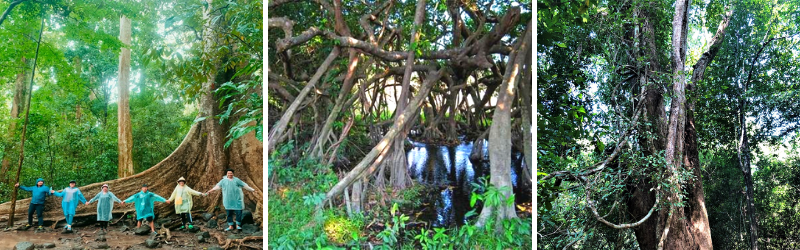 Nam Cát Tiên | Nghỉ Dưỡng Resort Orchard